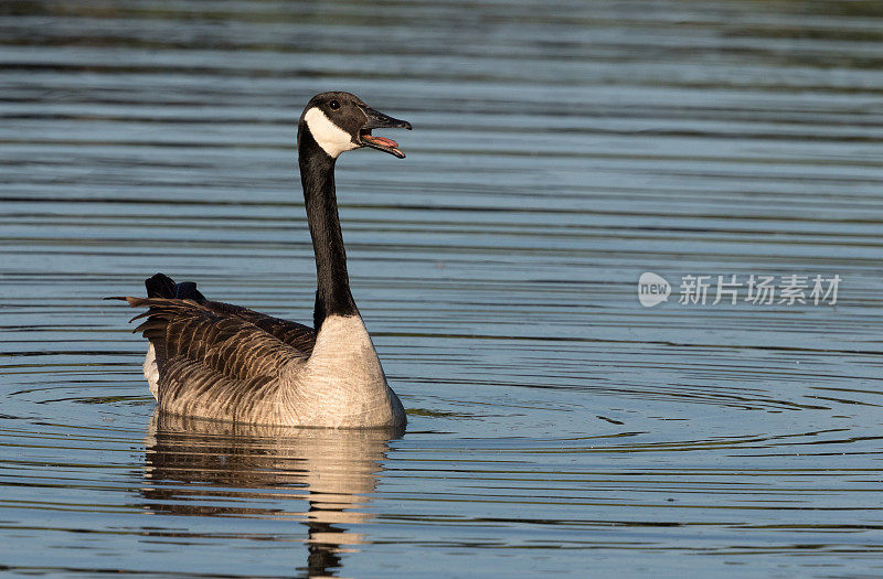 叫加拿大鹅(Branta canadensis)